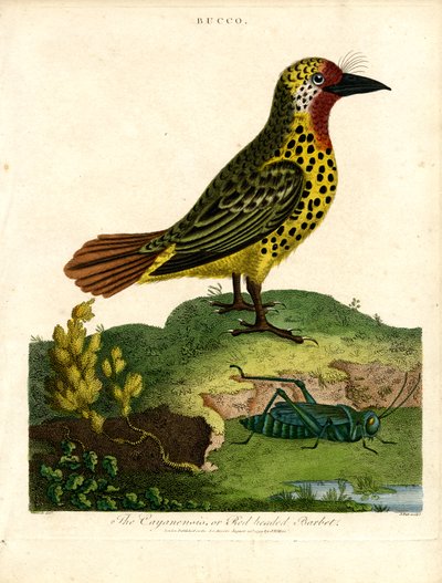 Cayenne Barbet (Bucco) door John Pass