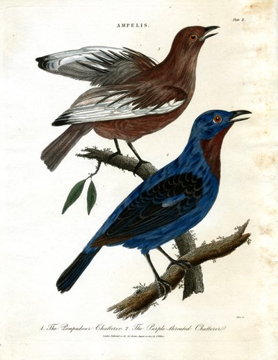 Praatjesmakers (Ampelis) door John Pass