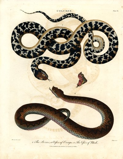 Coluber: Europese adder en adder van Rhodos door John Pass