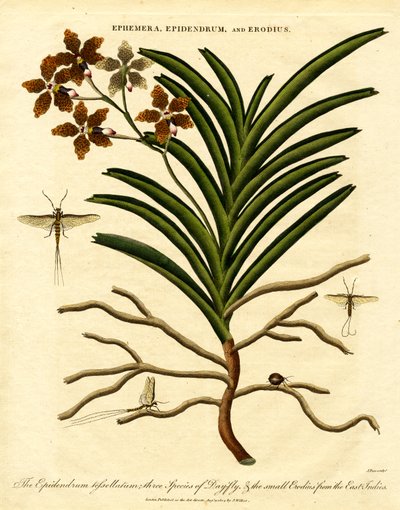 Epidendrum; Ephemera; en Erodius door John Pass
