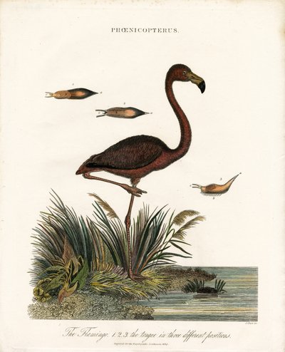 Flamingo door John Pass