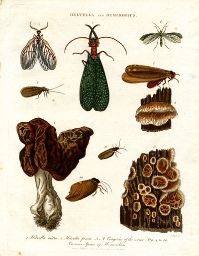Helvella en Hemerobius door John Pass