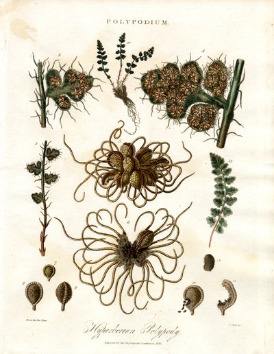 Hyperborean Polypody - Varens van het geslacht Polypodium door John Pass