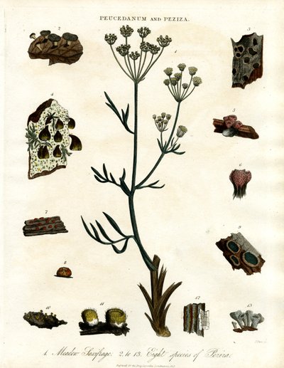 Peucedanum en Peziza door John Pass