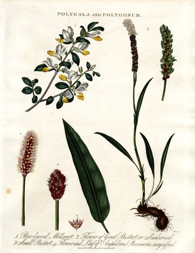 Polygala en Polygonum door John Pass