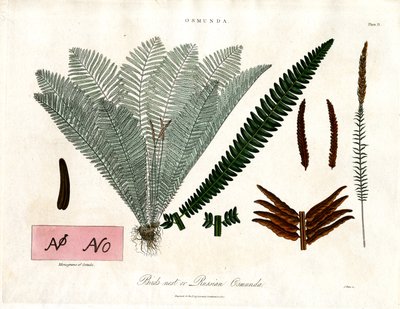 Koningsvaren (Osmunda) door John Pass