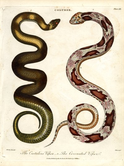 De Crotaline adder en de Gekroonde adder door John Pass