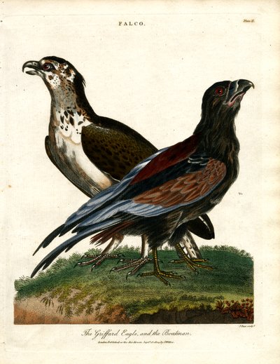 De Griffioenarend en de bootsman door John Pass