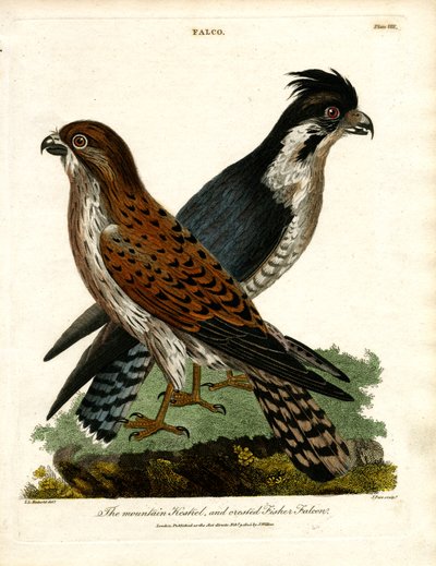 De torenvalk en de kuifvalk door John Pass