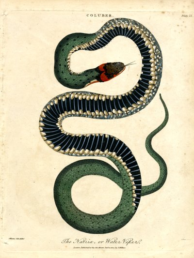 De Natrix; of waterslang door John Pass
