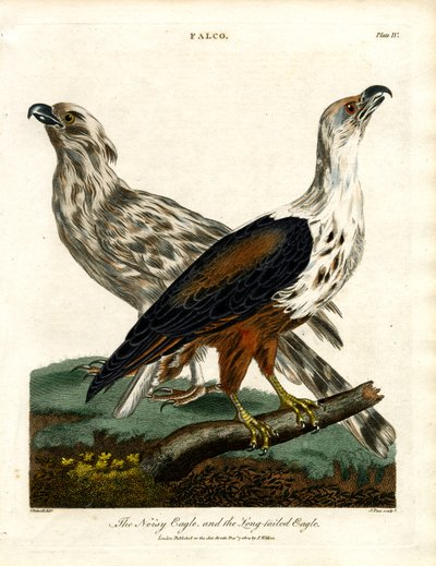 De luidruchtige en de slangenarend door John Pass