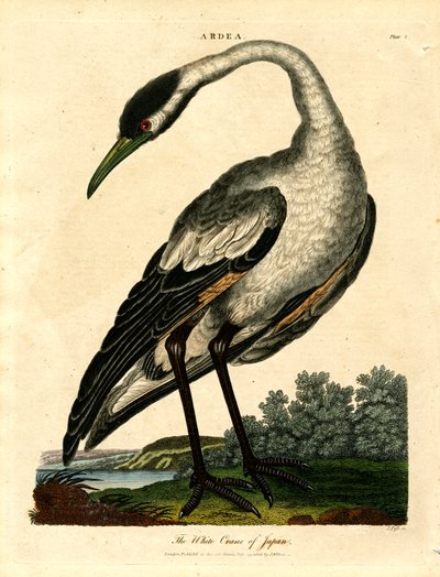 De witte kraanvogel van Japan door John Pass