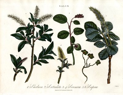 Diverse wilgensoorten (Salix) door John Pass
