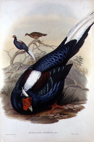 Euplocomus Swinhoii, gegraveerd door Walter & Cohn, Londen, uitgegeven tussen 1850-83 door John and Richter Henry Constantine (after) Gould