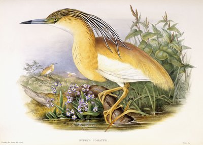 Buphus Comatus, ca. 1862-3 door John and Richter Henry Constantine Gould