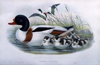Bergeend (Tadorna Vulpanser) door John and Richter Henry Constantine (after) Gould