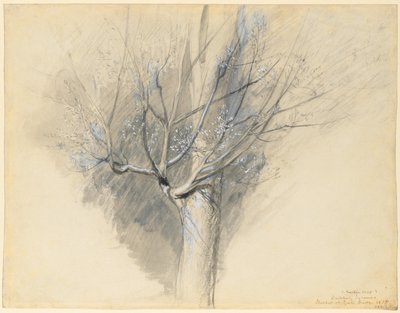 Ontluikende Esdoorn door John Ruskin