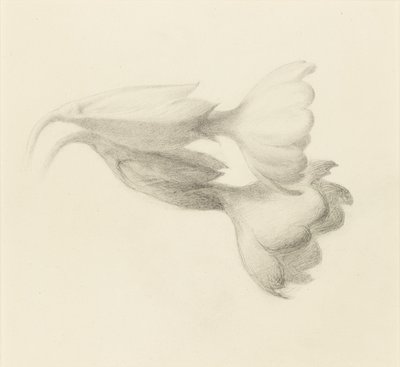 Sleutelbloemklokken, waarschijnlijk 1871 door John Ruskin