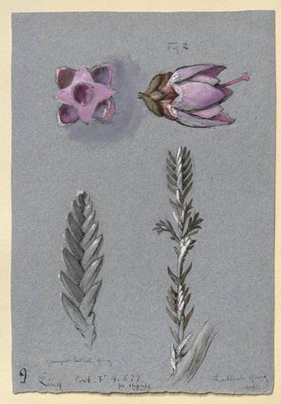 Vier Studies van Ling door John Ruskin