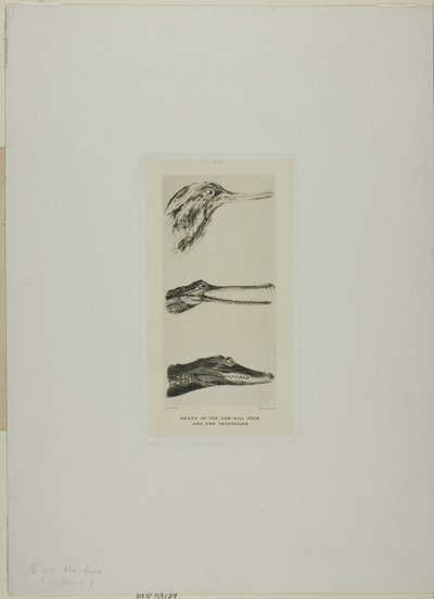 Koppen van zaagbek-eend en twee krokodillen door John Ruskin