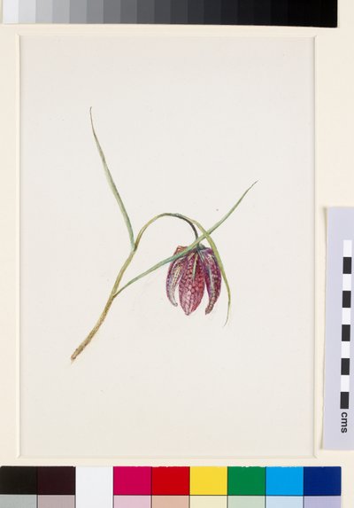 Slangenkruid, voor juni 1871 door John Ruskin