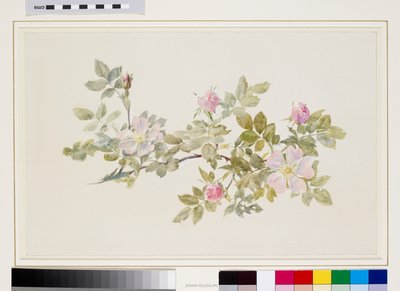 Studie van wilde roos (aquarel  bodycolor over grafiet op velijnpapier) door John Ruskin