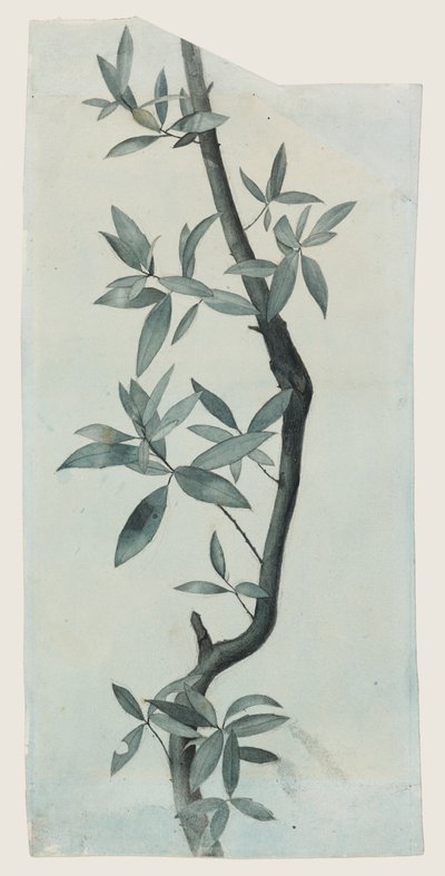 Studie van wilgenbladeren, c.1857 door John Ruskin