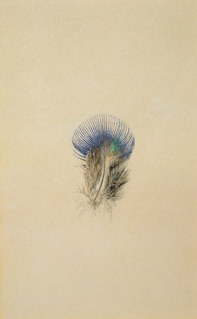 Studie van een Pauwenveer door John Ruskin
