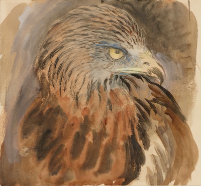Het hoofd van een wouw, uit het leven, 30 augustus - 1 september 1870 door John Ruskin