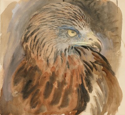 Het hoofd van een wouw, uit het leven door John Ruskin