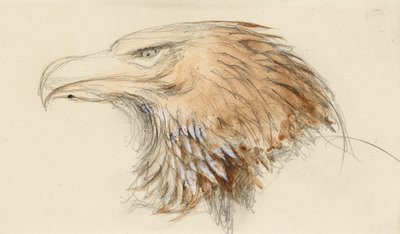 Het hoofd van een gewone steenarend, uit het leven, 8-11 september 1870 door John Ruskin