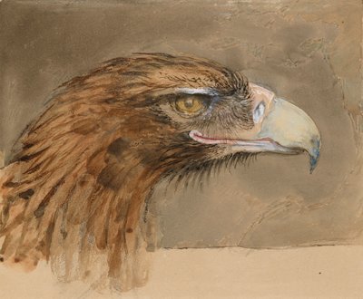 Het hoofd van een gewone steenarend, uit het leven, 8 - 11 september 1870 door John Ruskin