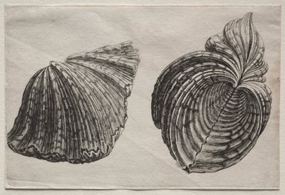 Schelp: Hippopus maculatus Lam door John Sell Cotman