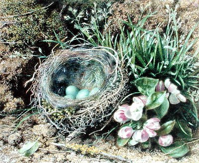 Vogelnest en Bloesem door John Sherrin