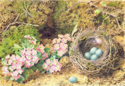 Vogelnest en bloesem door John Sherrin