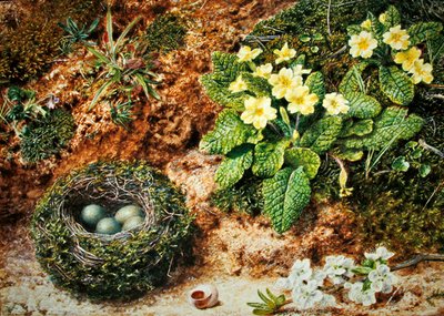 Vogelnest met sleutelbloemen door John Sherrin