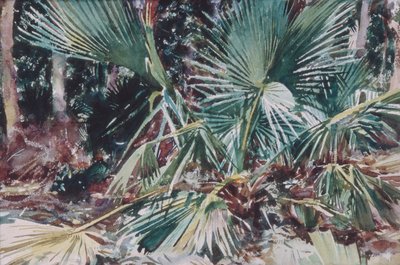 Palmetto