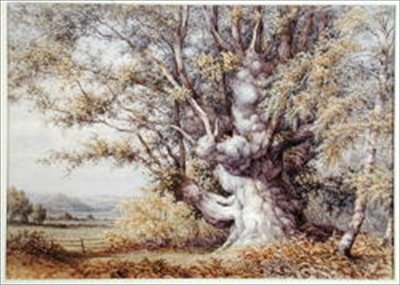 Eekhoorns in een oude eik door John Skinner Clifton