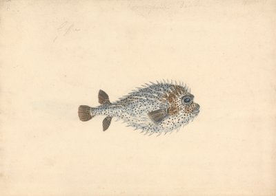 Een Kogelvis door John Smart