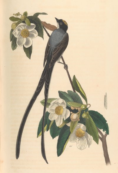 Vorkstaartvliegenvanger, Gordonia lasianthus, 1840-44 door John T. Bowen