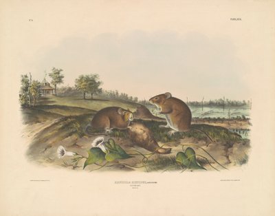 Katoenrat door John T. Bowen, after John James Audubon