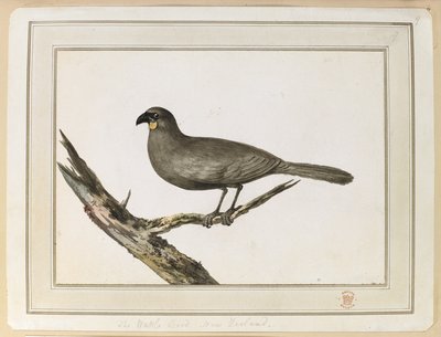 Tekening van een Wattle vogel; gemaakt tijdens het bezoek aan Nieuw-Zeeland tussen 12 en 25 februari 1777, tijdens de derde reis van Captain Cook door John Webber