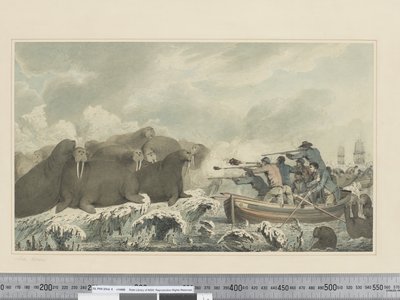 Zeehonden door John Webber