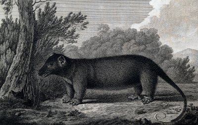 Opossum, gravure naar tekening door John Webber (1750-1793) gemaakt tijdens de derde reis van James Cook door John Webber