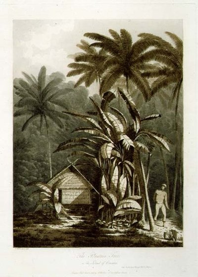 De bananenboom op het eiland Krakatau, uit 