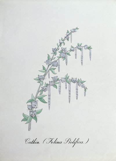 Katje (Felina Prolifica.), illustratie uit 