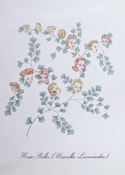 Hair-Belles (Marcella Luxuriantia), illustratie uit 