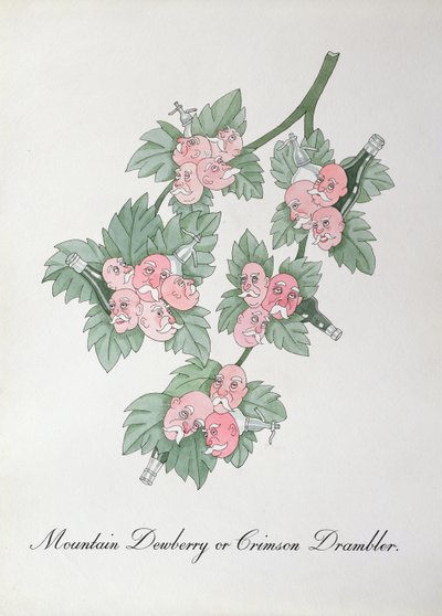 Bergdauwbes of Crimson Drambler, illustratie uit 