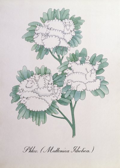 Phlox. (Muttonica Idiotica), illustratie uit 
