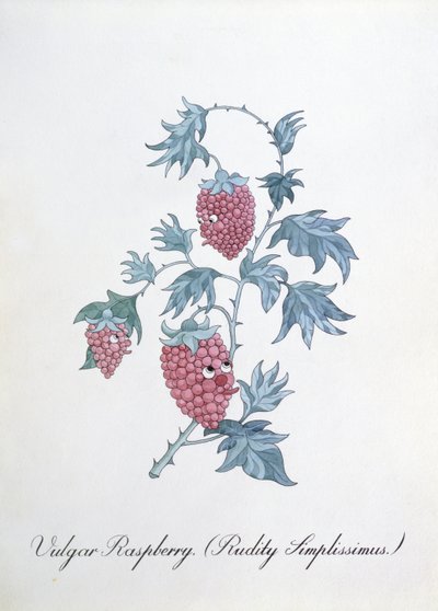 Vulgaire Framboos (Rudity Simplissimus), illustratie uit 